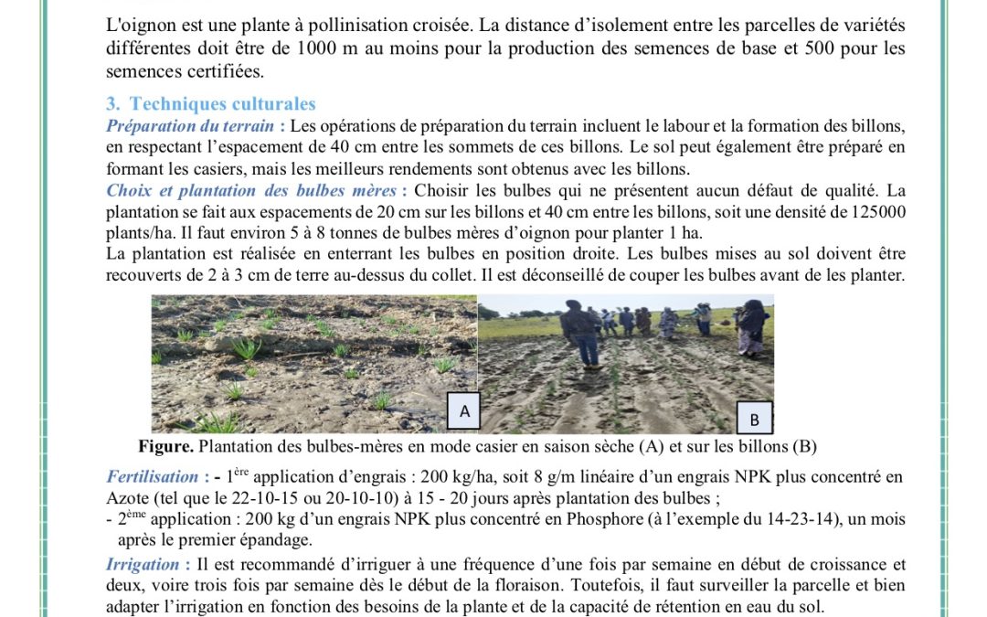 Fiche technique de production des semences graines d’oignon