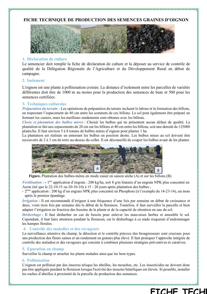 Couverture d’ouvrage : Fiche technique de production des semences graines d’oignon