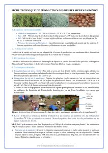 Couverture d’ouvrage : Fiche technique de production des bulbes mères d’oignon